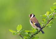 Stieglitz - European Goldfinch  (Carduelis carduelis)